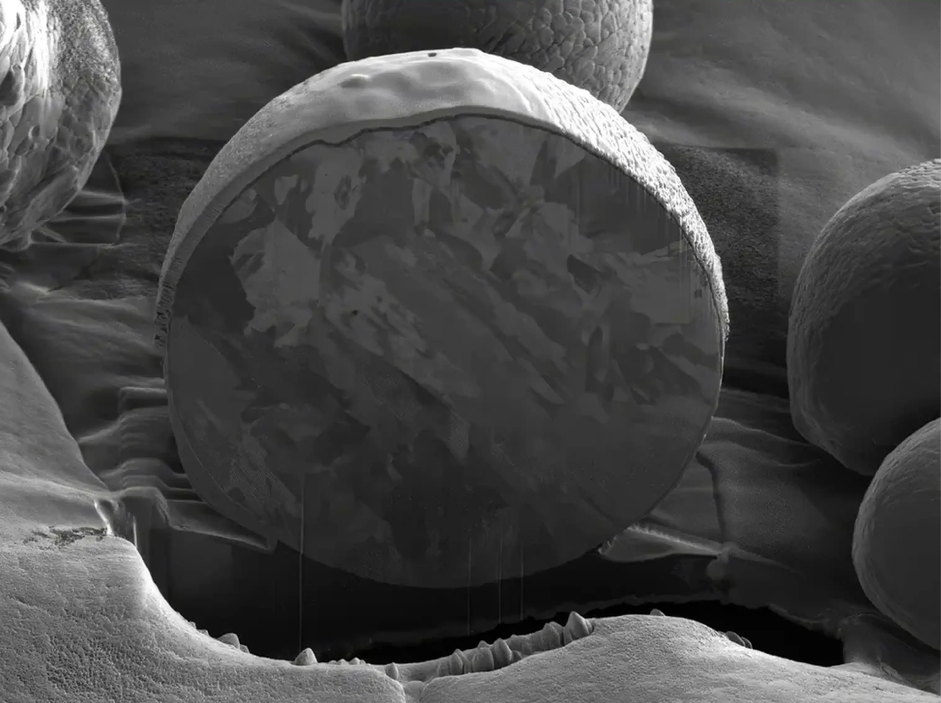 Academia and Research | Jordan